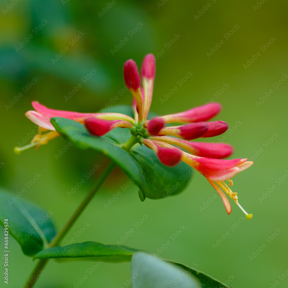 Fototapeta premium Honeysuckle, or Goat Honeysuckle , or Fragrant Honeysuckle ( lat. Lonicera caprifolium ) is a climbing shrub