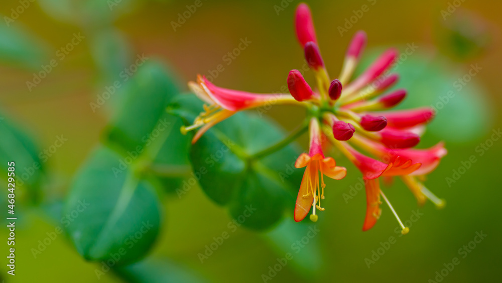 Honeysuckle, or Goat Honeysuckle , or Fragrant Honeysuckle ( lat. Lonicera caprifolium ) is a climbing shrub Honeysuckle, or Goat Honeysuckle , or Fragrant Honeysuckle ( lat. Lonicera caprifolium ) is a climbing shrub