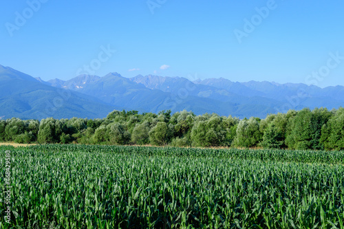 Scenic view over a agricultural field near the Fagaras Mountains (Muntii Fagaras) in Transylvania (Transilvania) region of Romania in a sunny summer day with clear blue sky and white clouds.