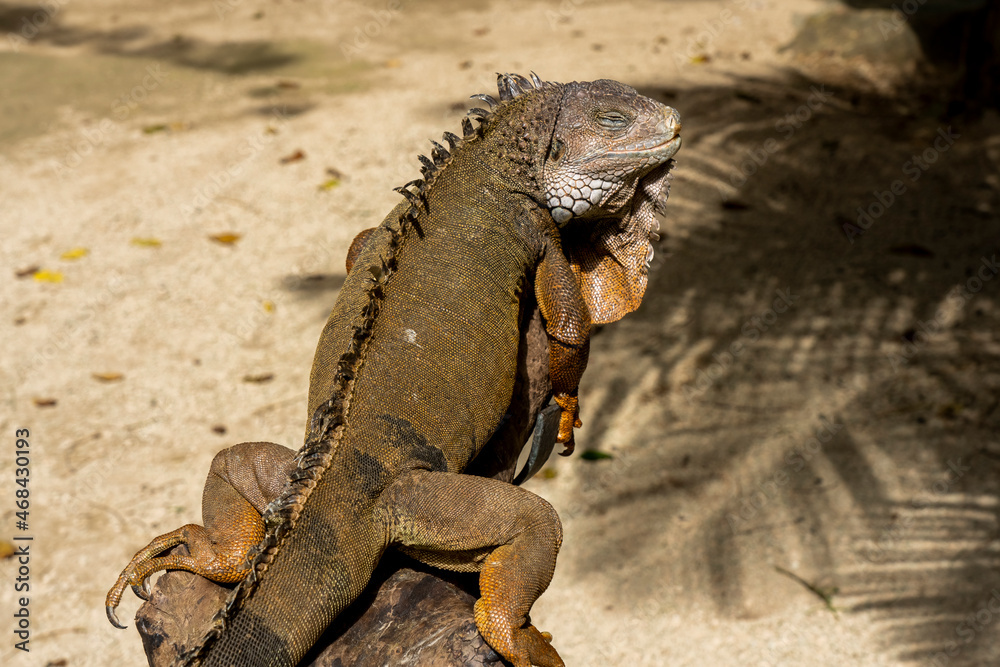 Land Iguana in Mauritius Island. High quality photo Land Iguana in Mauritius Island. High quality photo
