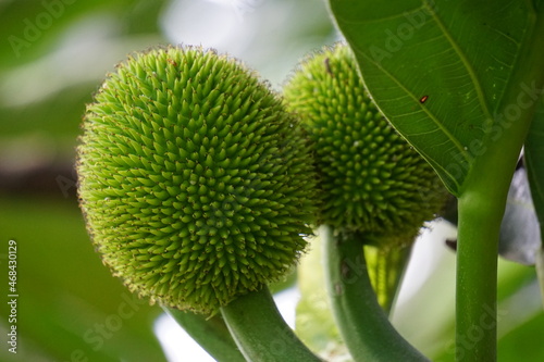 Artocarpus camansi (Also breadnut, Moraceae, breadfruit, Artocarpus altilis, seeded breadfruit, Breadnut fruits, Kluwih) on the tree. Indonesian cooked as food photo