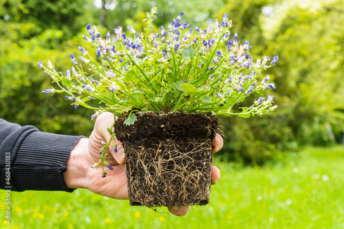 a male  hand holds an flowerpot trunk with a clod of earth and a root system on a Blurred  background. transplanting indoor plants. Preparation for transplanting or repotting room plant.