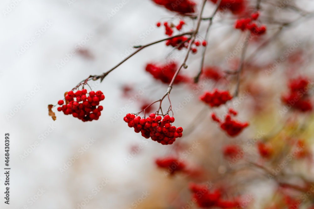 Red berries of mountain ash Sorbus in autumn time Red berries of mountain ash Sorbus in autumn time