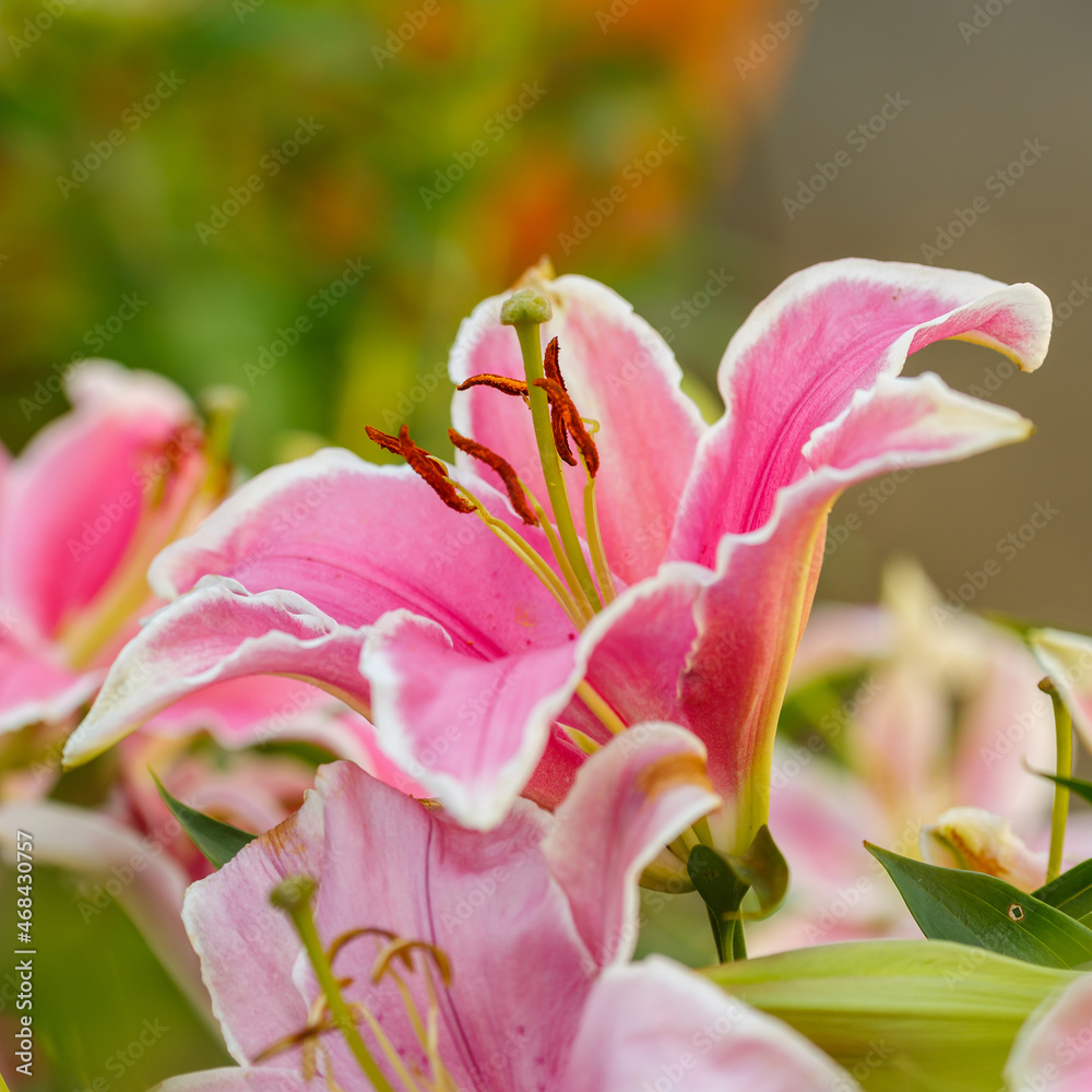 Beautiful oriental hybrids in bloom. Growing bulbous oriental lilies in the garden. Bright flower of oriental hybrids. Floral background. Beautiful oriental hybrids in bloom. Growing bulbous oriental lilies in the garden. Bright flower of oriental hybrids. Floral background.