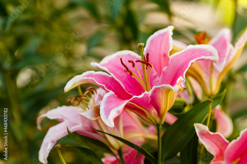 Beautiful oriental hybrids in bloom. Growing bulbous oriental lilies in the garden. Bright flower of oriental hybrids. Floral background.