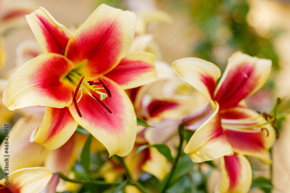 Oriental hybrids in bloom close up