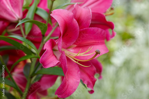 Beautiful oriental hybrids in bloom. Growing bulbous oriental lilies in the garden. Bright flower of oriental hybrids. Floral background.