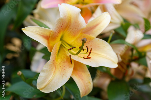 Fototapeta Naklejka Na Ścianę i Meble -  Oriental hybrids in bloom close up