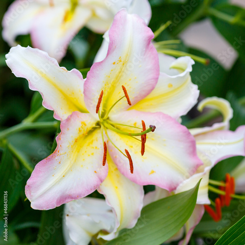 Beautiful oriental hybrids in bloom. Growing bulbous oriental lilies in the garden. 