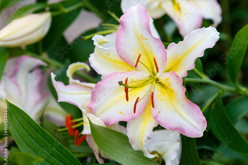 Beautiful oriental hybrids in bloom. Growing bulbous oriental lilies in the garden. Bright flower of oriental hybrids. Floral background.