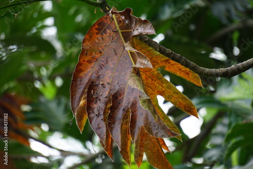 Artocarpus camansi (Also breadnut, Moraceae, breadfruit, Artocarpus altilis, seeded breadfruit, Breadnut fruits, Kluwih) on the tree. Indonesian cooked as food photo