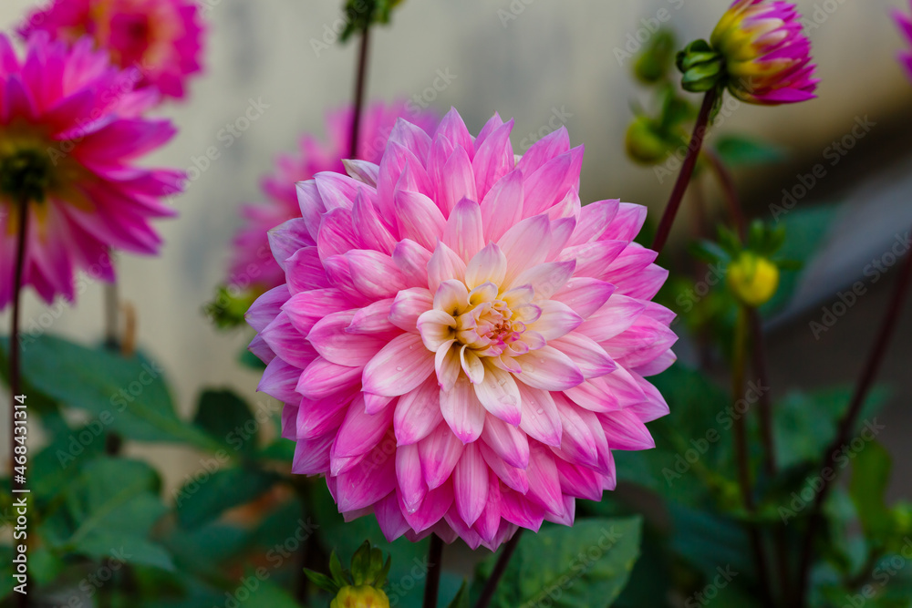 Blooming of a beautiful pink dahlia in garden Blooming of a beautiful pink dahlia in garden