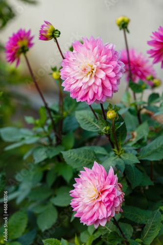 Blooming of a beautiful pink dahlia in garden