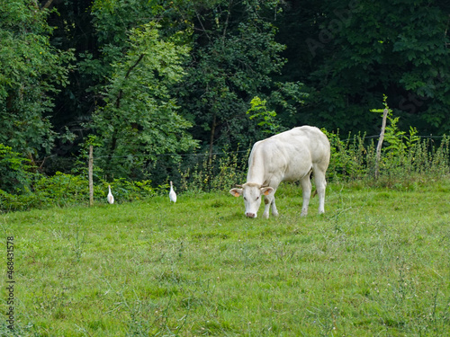 A white cow and two white geese in the Gers, south of France