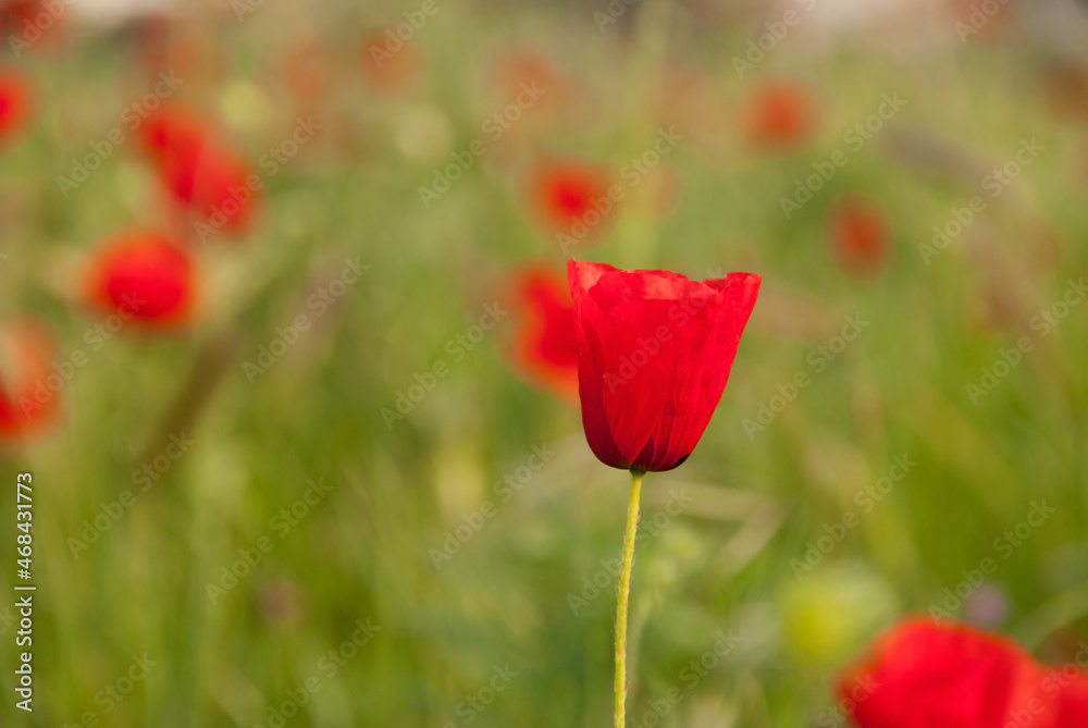 Red poppy in a meadow at springtime Red poppy in a meadow at springtime