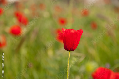 Red poppy in a meadow at springtime