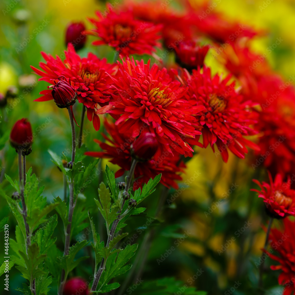 Red flowers of chrysanthemum Korean ( Lat. Chrysanthemum koreanum , English hardy chrysanthemums ) is a group of perennial small-flowered varieties of garden chrysanthemum. Flowers in autumn garden Red flowers of chrysanthemum Korean ( Lat. Chrysanthemum koreanum , English hardy chrysanthemums ) is a group of perennial small-flowered varieties of garden chrysanthemum. Flowers in autumn garden