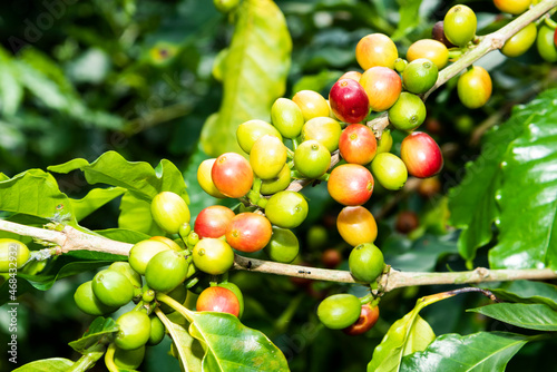 Coffee trees with coffee beans on a cafe plantation in Yunlin, Taiwan. photo