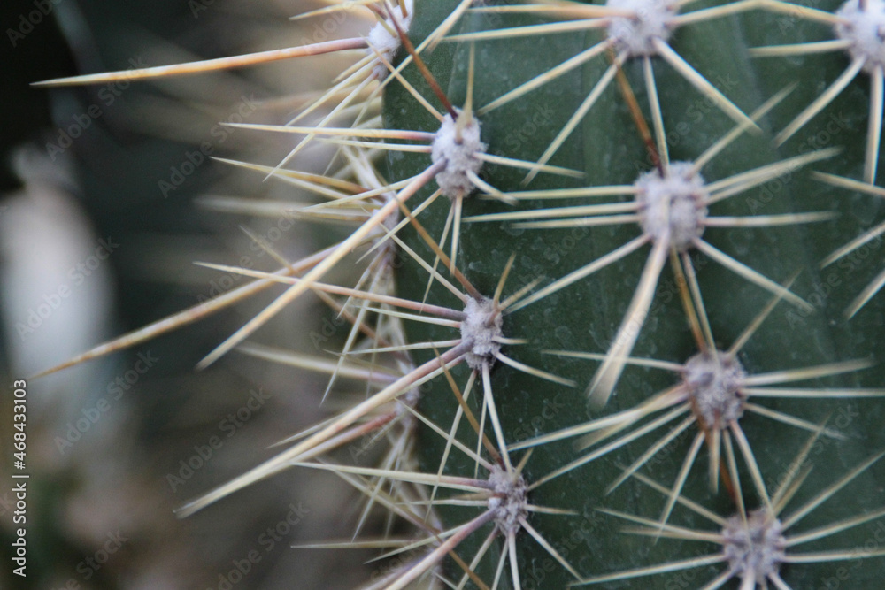 cactus close up cactus close up