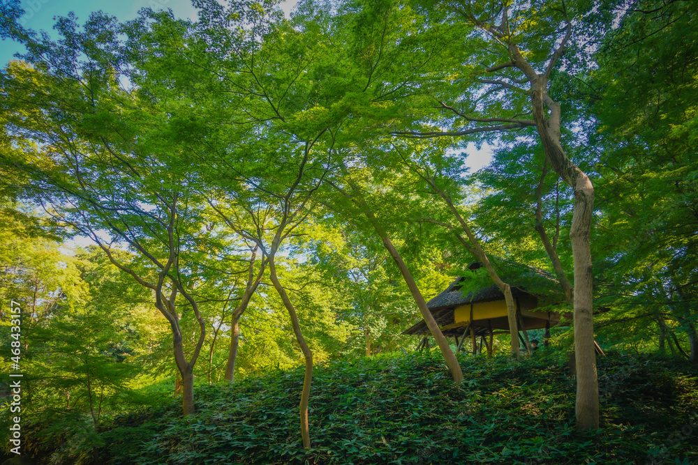 六義園の新緑 六義園の新緑