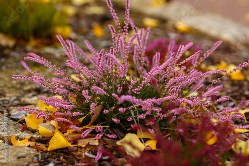 Veresk in autumn garden. Veresk ( Latin Calluna ) is a monotypic genus of flowering plants of the Heather family .  photo