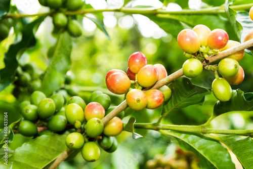 Close-up of coffee beans in the plantation of Yunlin  Taiwan.