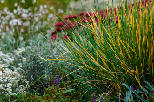 Sandy spike in garden. Leymus arenarius - kind of herbaceous perennial plants kind of lyme grass . Decorative grasses and cereals in landscape design