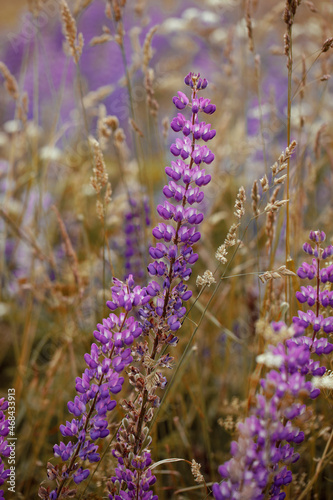 Fototapeta Naklejka Na Ścianę i Meble -  Purple lupin flowers blooms in the field.
