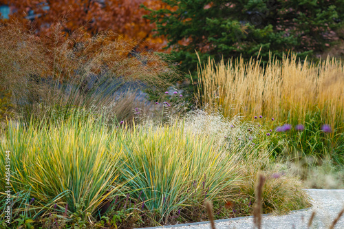 Vászonkép Herb garden with ornamental grasses and herbs in autumn