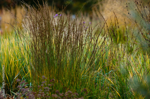 Herb garden with ornamental grasses and herbs in autumn. Decorative grasses and cereals in landscape design. Autumn garden.