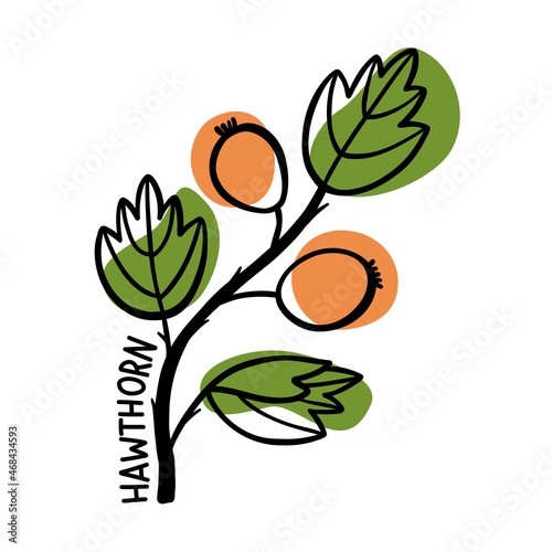 line drawing of hawthorn in doodle style with green and red shapes and spots.