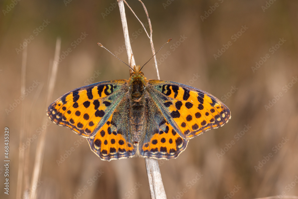 Obraz premium Kleiner Perlrmuttfalter, Issoria lathonia, Nettersheim, 07.09.2021