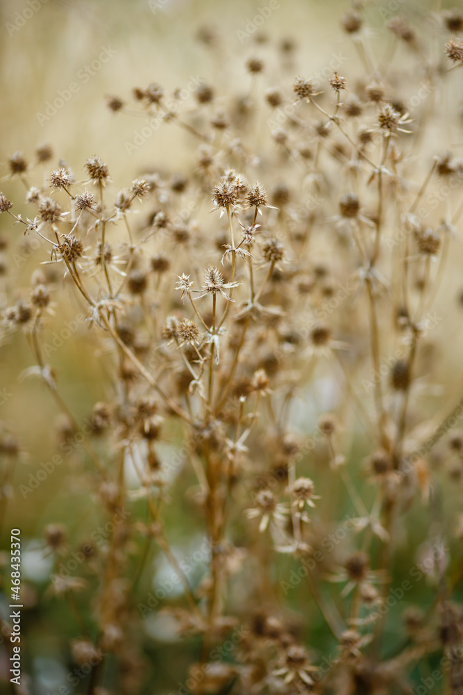 Dried ornamental grasses. Dried flowers and herbs. Herb garden in autumn. Dried ornamental grasses. Dried flowers and herbs. Herb garden in autumn.