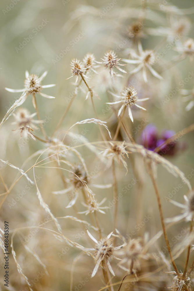 Dry grass or a dry flower in garden. Photos with vintage processing. Tinted image for interior poster, printing, wallpaper Dry grass or a dry flower in garden. Photos with vintage processing. Tinted image for interior poster, printing, wallpaper