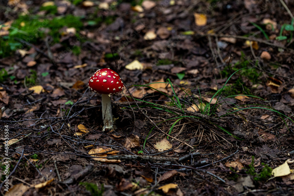 amanita muscaria fly mushroom very bright colorful young fresh toadstool on autumn forest ground amanita muscaria fly mushroom very bright colorful young fresh toadstool on autumn forest ground