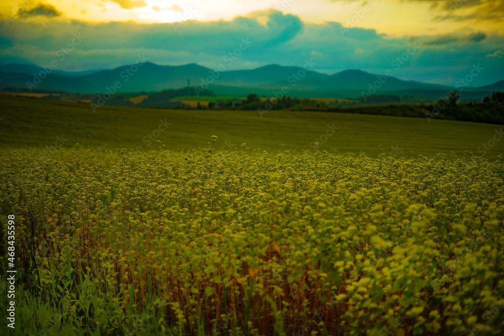 北海道の草原と夕景
