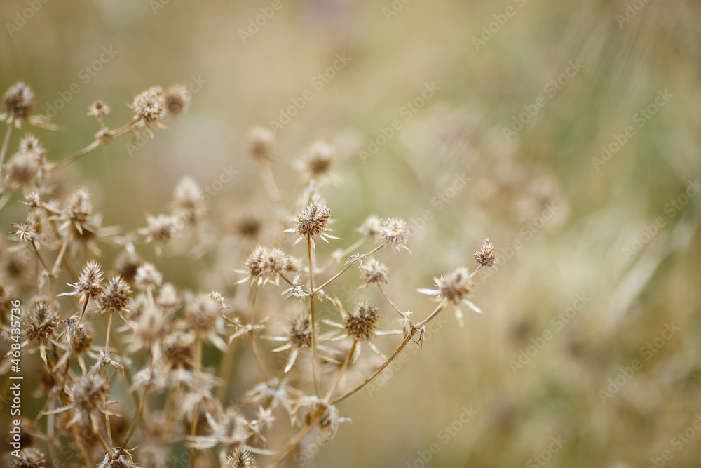 Dry grass or a dry flower in garden. Photos with vintage processing. Tinted image for interior poster, printing, wallpaper