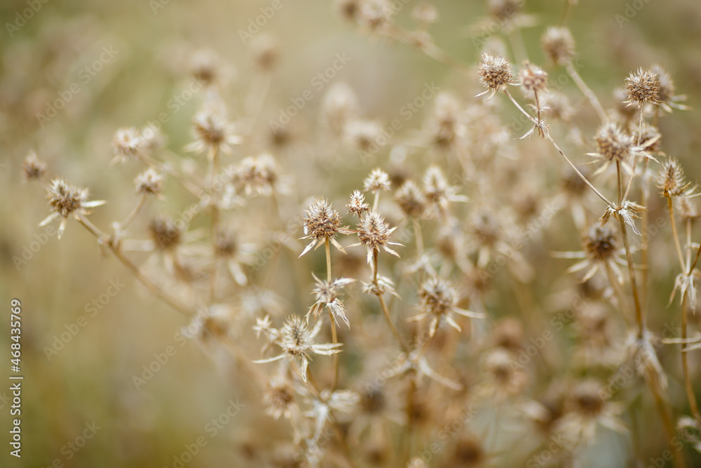 Dry grass or a dry flower in garden. Photos with vintage processing. Tinted image for interior poster, printing, wallpaper Dry grass or a dry flower in garden. Photos with vintage processing. Tinted image for interior poster, printing, wallpaper