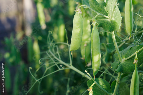 close up of green pea plant with ripe pods in the garden 
