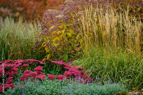 Fototapeta Naklejka Na Ścianę i Meble -  Herb garden with ornamental grasses and herbs in autumn. Decorative grasses and cereals in landscape design. Autumn garden.