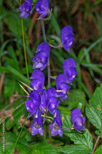 Blauer Eisenhut, Aconitum napellus, Lampertstal, 07.09.2021, Eifel