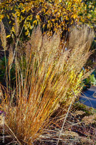 фотографія Dry ornamental grasses in atumumn garden