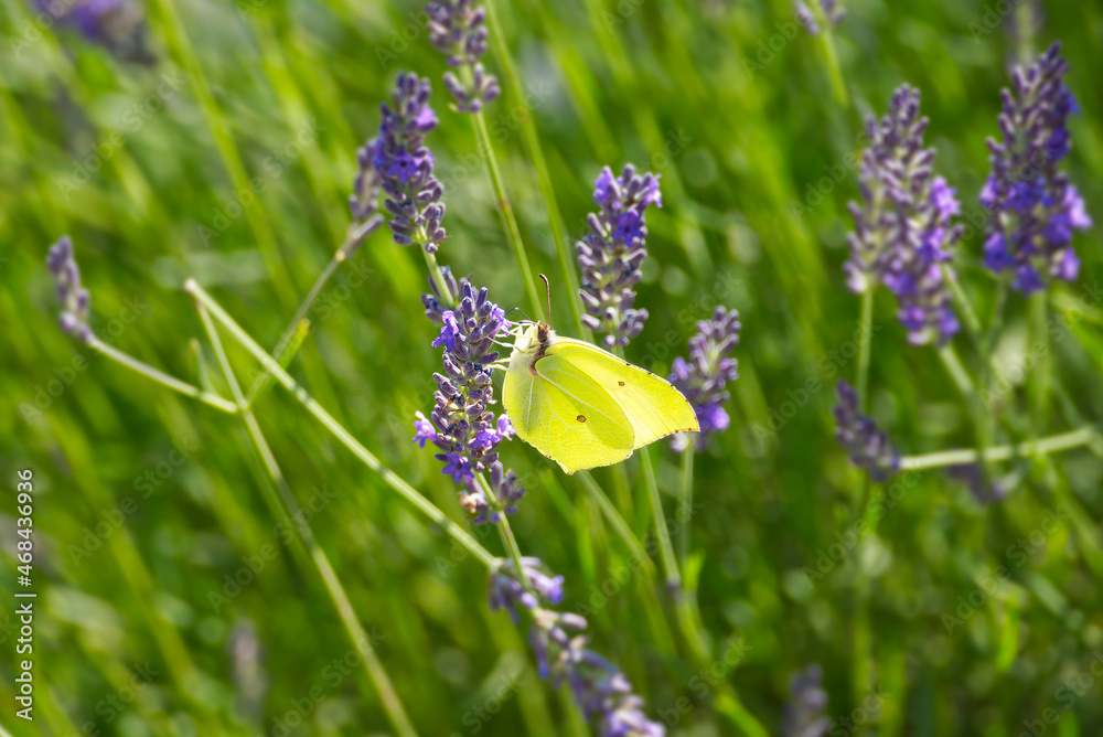 Common brimstone butterfly (Gonepteryx rhamni) sitting on lavender in Zurich, Switzerland Common brimstone butterfly (Gonepteryx rhamni) sitting on lavender in Zurich, Switzerland