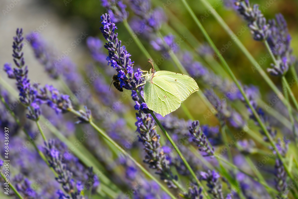 Common brimstone butterfly (Gonepteryx rhamni) sitting on lavender in Zurich, Switzerland Common brimstone butterfly (Gonepteryx rhamni) sitting on lavender in Zurich, Switzerland