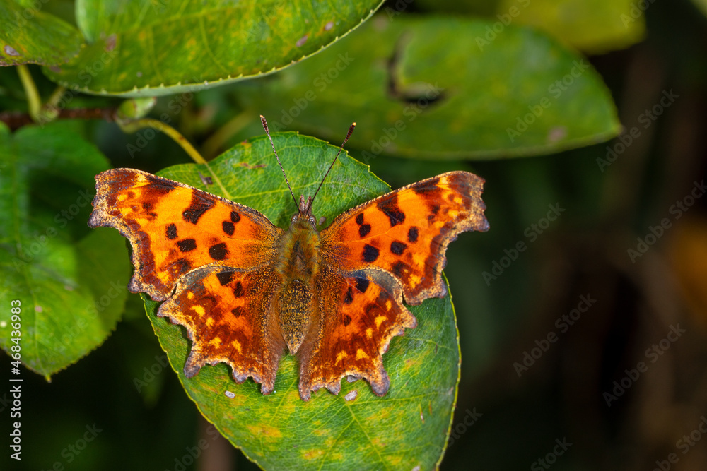 C-Falter, Polygonia c-album, Leverkusen-Opladen, 12.09.2021 C-Falter, Polygonia c-album, Leverkusen-Opladen, 12.09.2021
