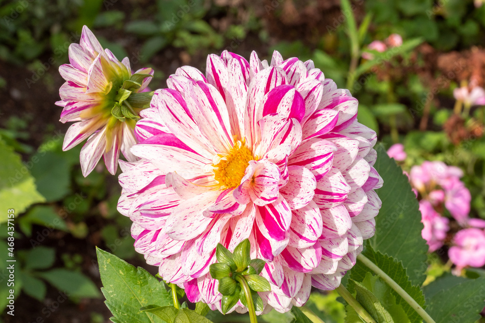 Dahlie, Blüte, bunt, Symmetrie, Garten, Dahlien Dahlie, Blüte, bunt, Symmetrie, Garten, Dahlien