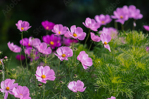 Cosmos flowers in sunny day. Cosmos is a genus  with the same common name of cosmos  consisting of flowering plants in the sunflower family.