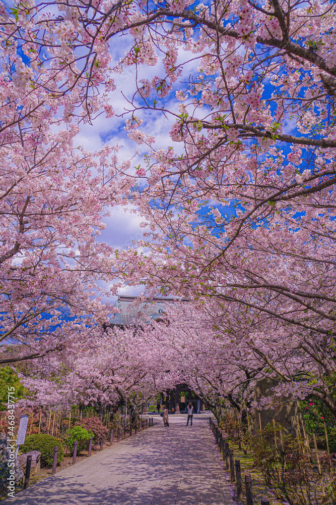満開の桜のトンネル 満開の桜のトンネル