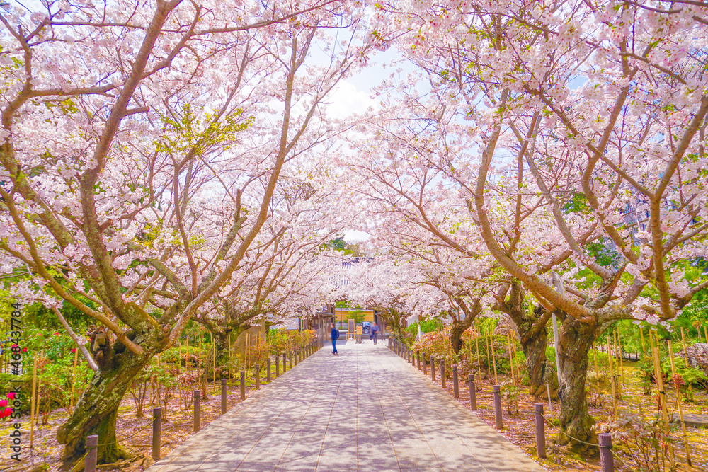 満開の桜のトンネル