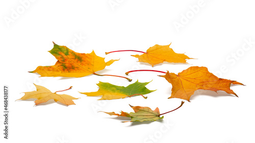 autumn leaves on white background. with shadows, clipping path  for isolation without shadows on white